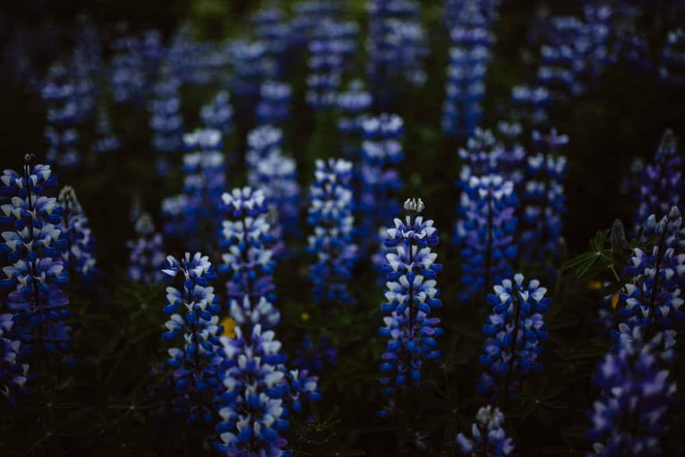 summer-flowers-iceland