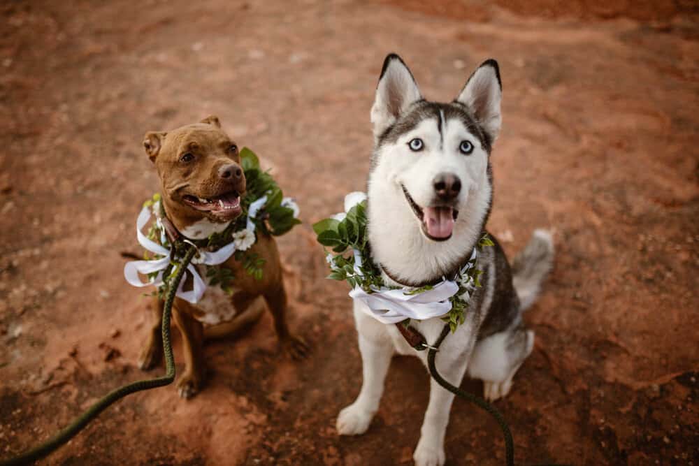 Two dogs dressed up for their owners elopement. 