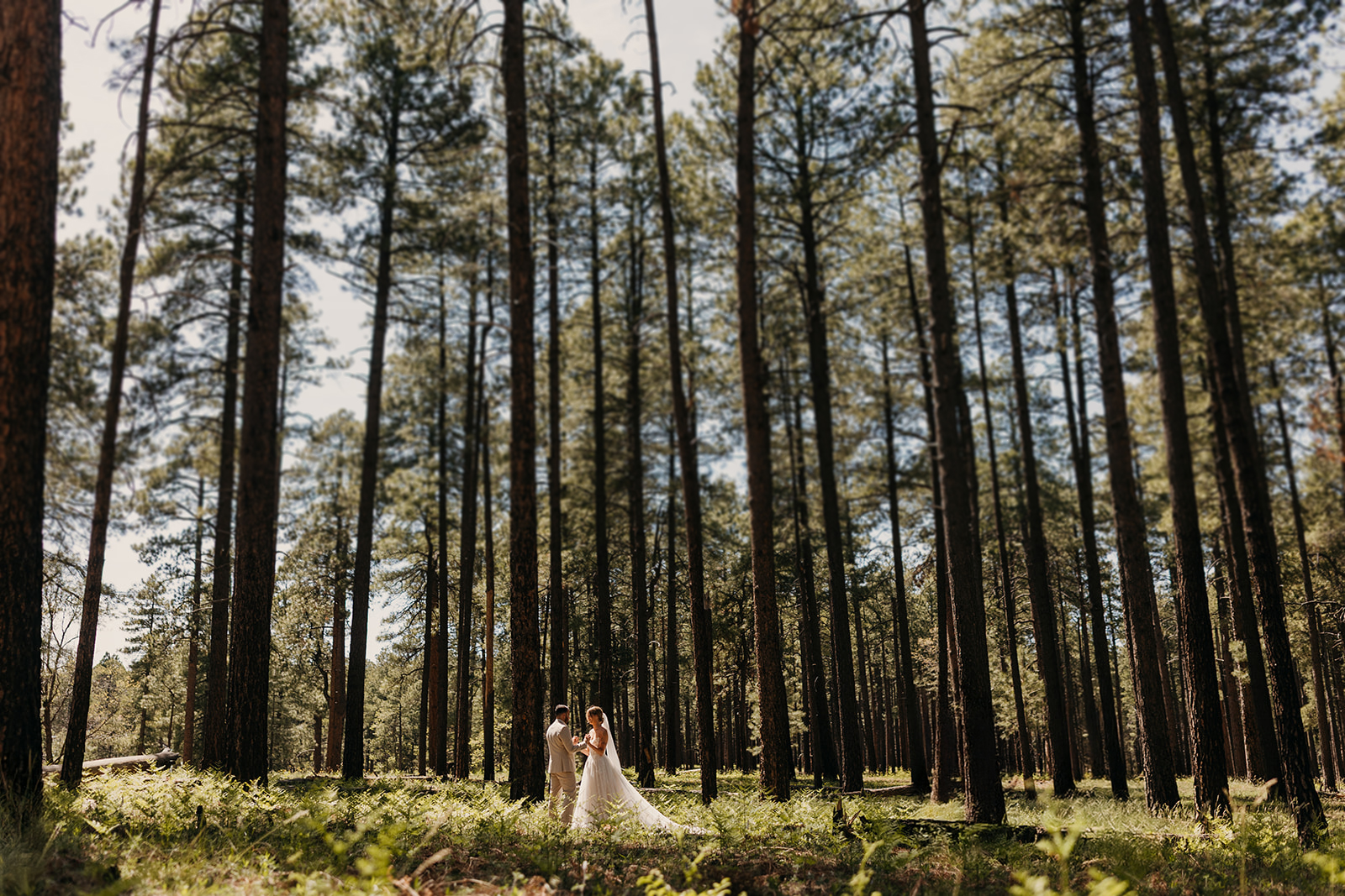 A bride and groom hold hands during their elopement ceremony under the ponderosa pines.