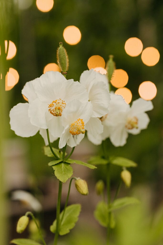 A detail photo of the flowers at the garden of the Airbnb.
