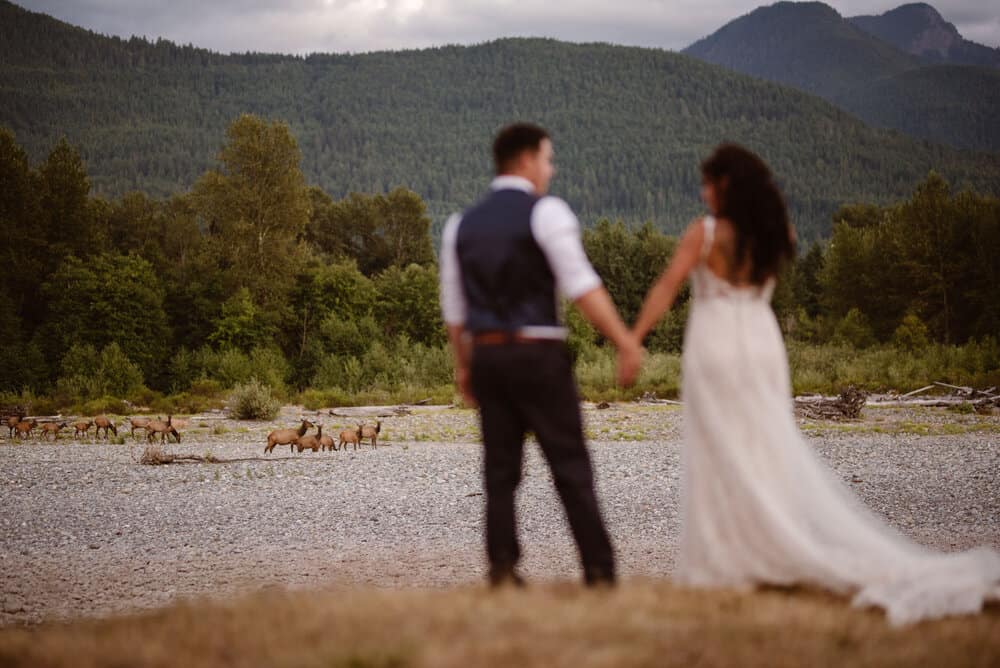A couple watches a herd of elk crash their wedding in Packwood.